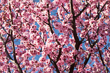 Obraz Ružové kvety na konároch stromu 1366